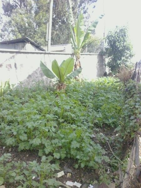 The Farm in Ethiopia